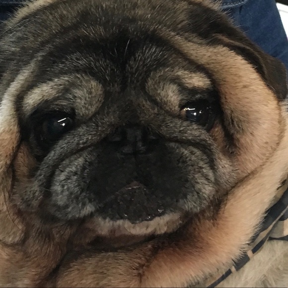 virtualpug